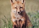 Naturverliebt am Diemelsee-Bergblick - Deine Ferien - Fuchs