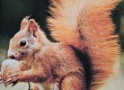 Naturverliebt am Diemelsee-Bergblick - Deine Ferien - Eichhörnchen