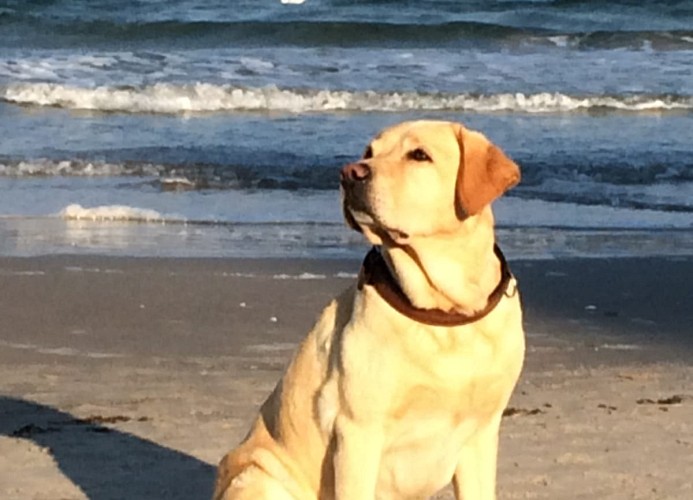 Appartement Kranich - Deine-Ferien - Hunde willkommen