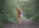 Apartment Heini im Harz - Deine Ferien - Hunde, Haustiere erlaubt  