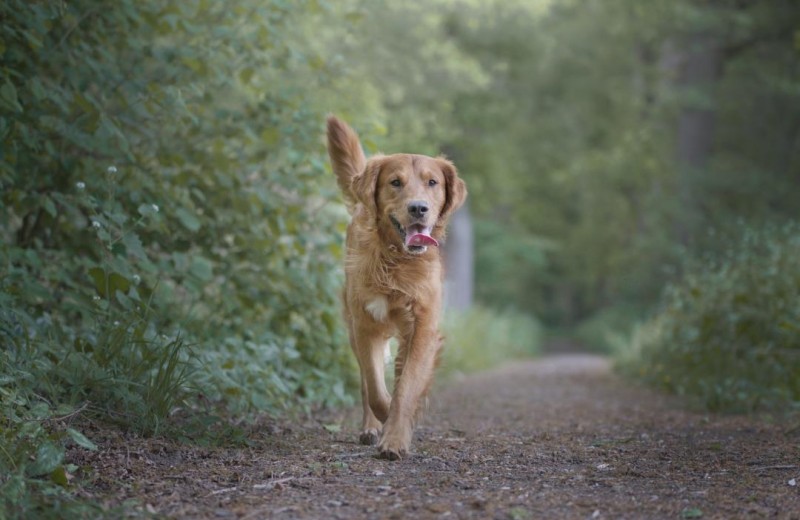 Wreecher Idyll 25 - Deine Ferien - Hunde, Haustiere erlaubt