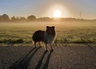 Wreecher Idyll 31 - Deine Ferien - Hunde, Haustiere erlaubt 