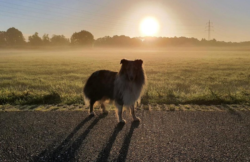 Wreecher Idyll 31 - Deine Ferien - Hunde, Haustiere erlaubt 