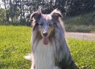 Ferienhaus Meerperle - Deine Ferien - Hunde erlaubt