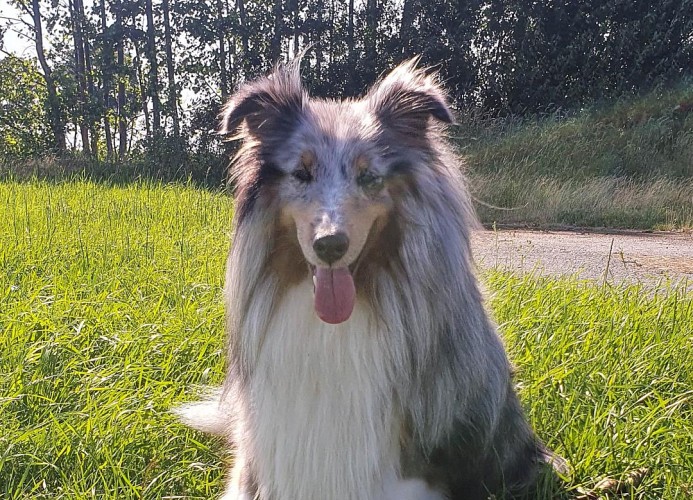 Ferienhaus Meerperle - Deine Ferien - Hunde erlaubt