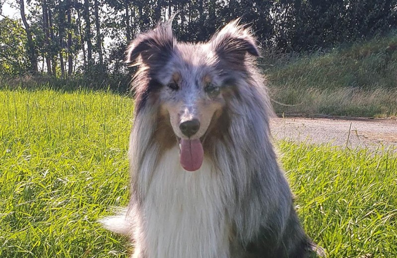 Ferienhaus Tortuga - Deine Ferien - Hunde, Haustiere erlaubt