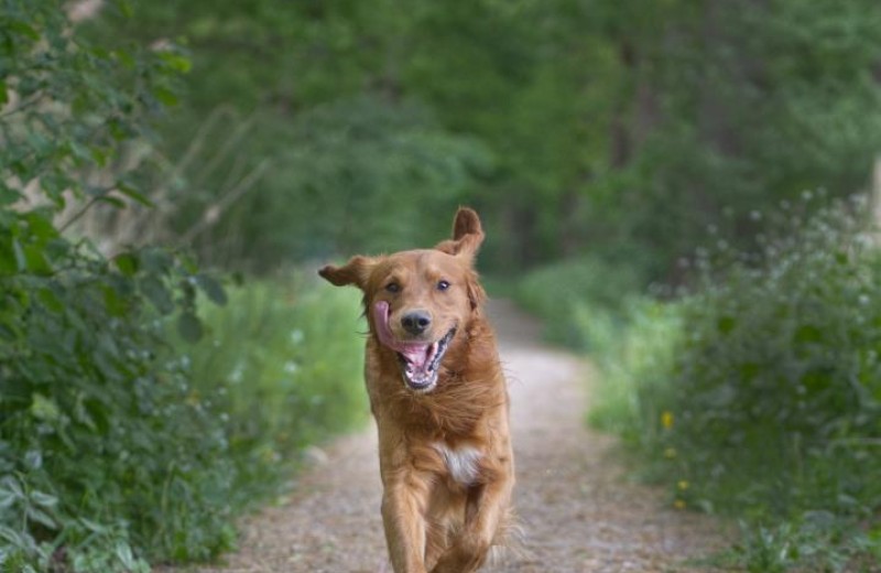 Wreecher Idyll 6 - Deine Ferien - Hunde, Haustiere erlaubt