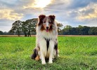 Naturverliebt am Diemelsee - Ferienwohnung Bergblick - Deine Ferien - Hunde, Haustiere erlaubt