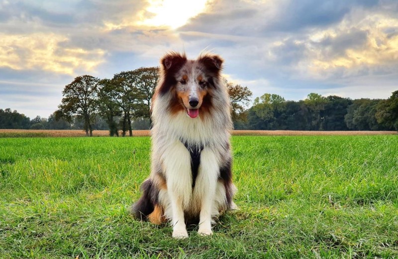 Wolke 7 - Deine Ferien - Hunde, Haustiere erlaubt 