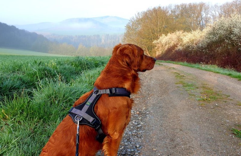 Wreecher Idyll 36 - Deine Ferien - Hunde, Haustiere erlaubt 