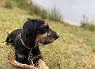 Ferienhaus Möwe - Deine Ferien - Hunde, Haustiere erlaubt 