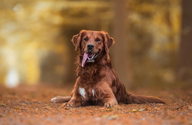 Wreecher Idyll 22 - Deine Ferien - Hunde, Haustiere erlaubt 