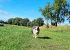 Ferienhaus Robbe - Deine Ferien - Hunde, Haustiere erlaubt 