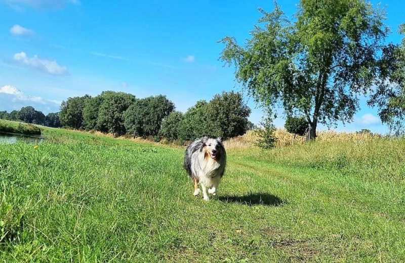 Ferienhaus Robbe - Deine Ferien - Hunde, Haustiere erlaubt 