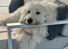Herz von Kellenhusen 5 - Deine Ferien - Hunde, Haustiere erlaubt
