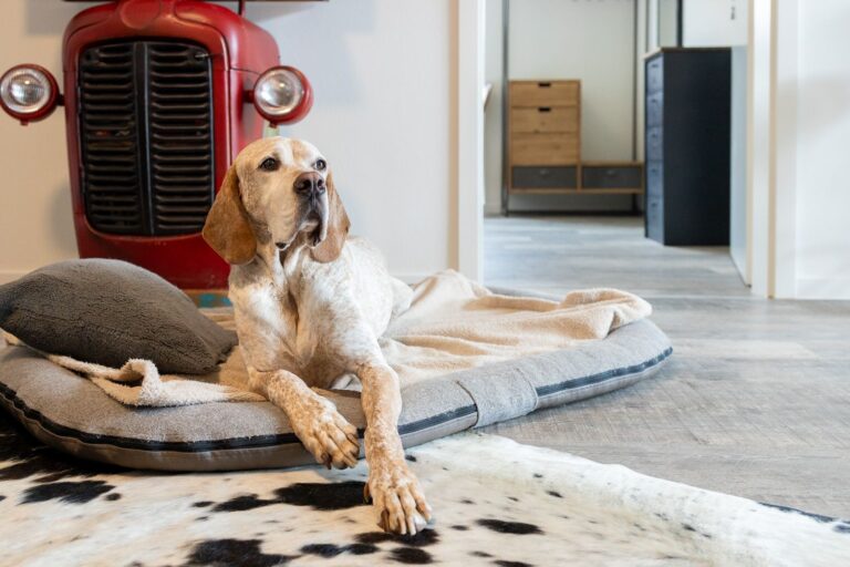 Hunde erlaubt
