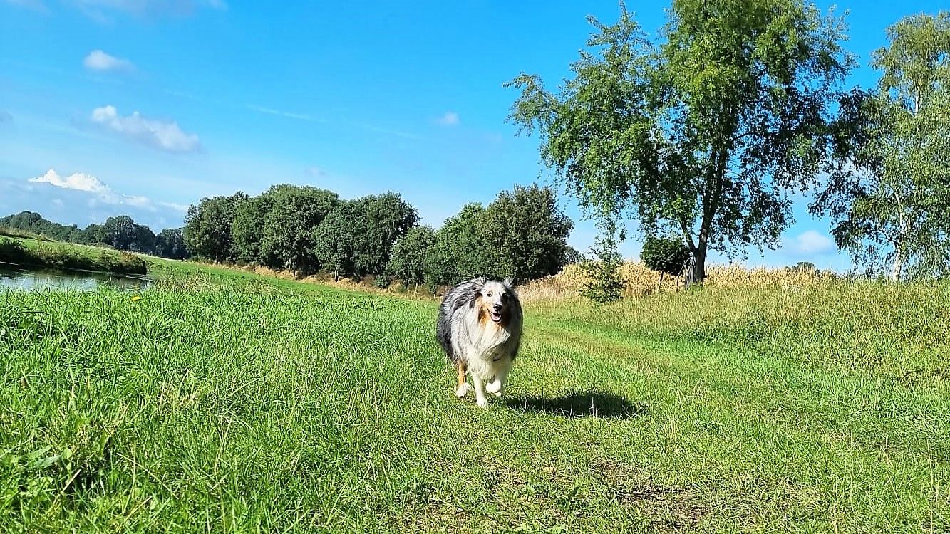 Hund willkommen