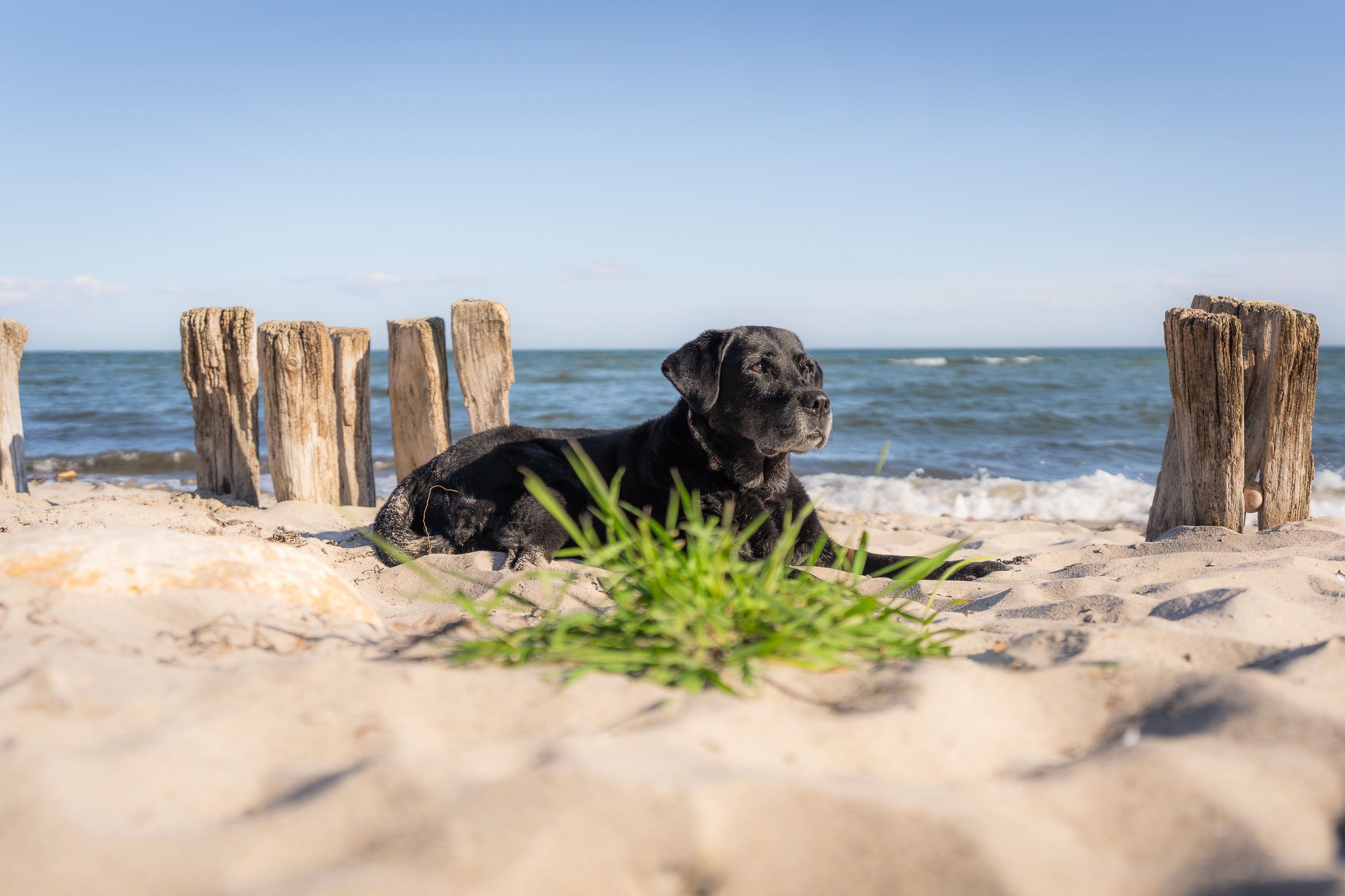 Urlaub mit Hund